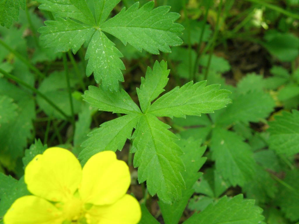 Potentilla reptans