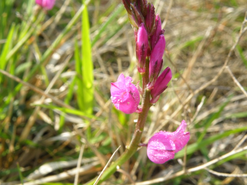 Polygala nicaeensis / Poligala di Nizza