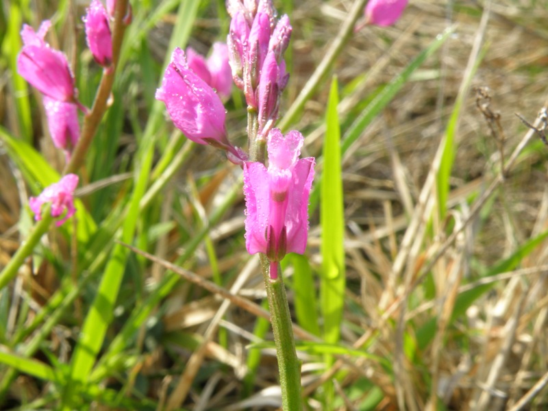 Polygala nicaeensis / Poligala di Nizza