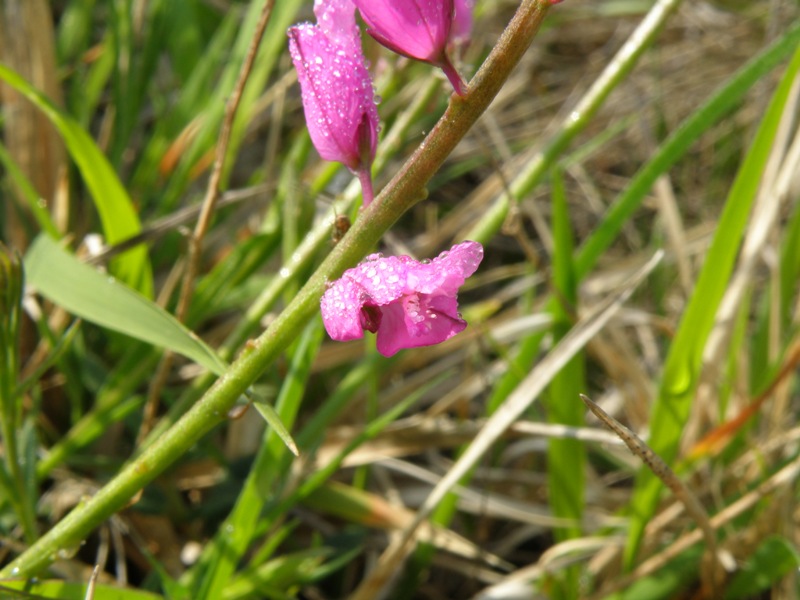 Polygala nicaeensis / Poligala di Nizza