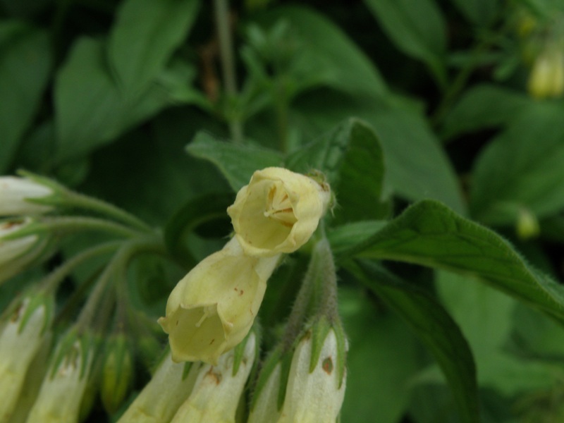 Symphytum tuberosum