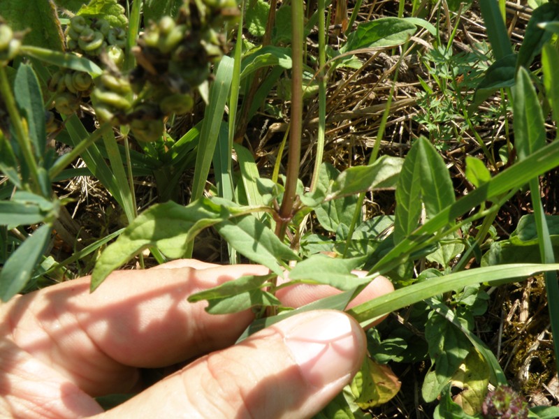 Prunella vulgaris