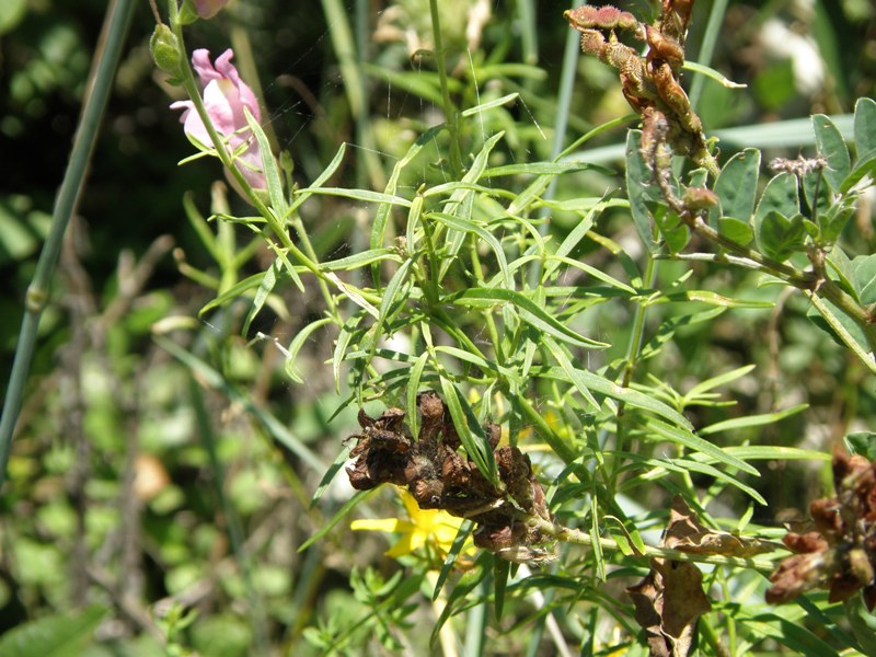 Antirrhinum majus