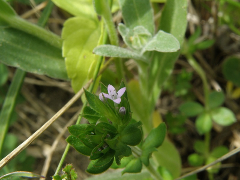 Sherardia arvensis L.