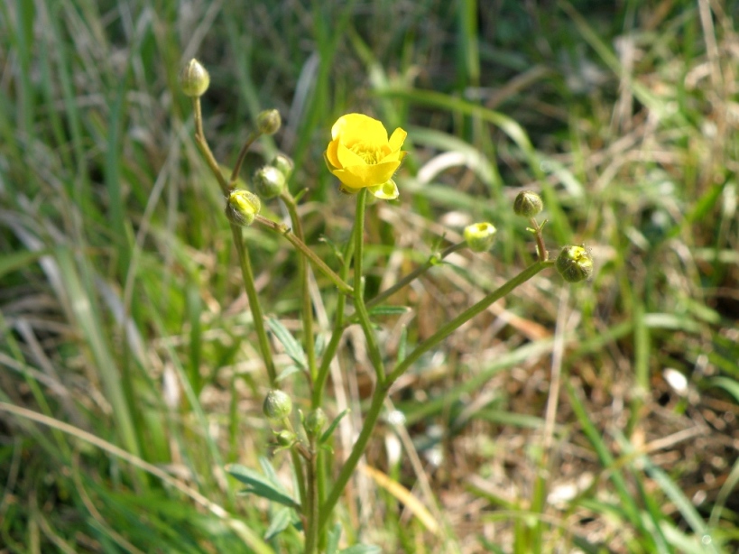 Ranunculus bulbosus