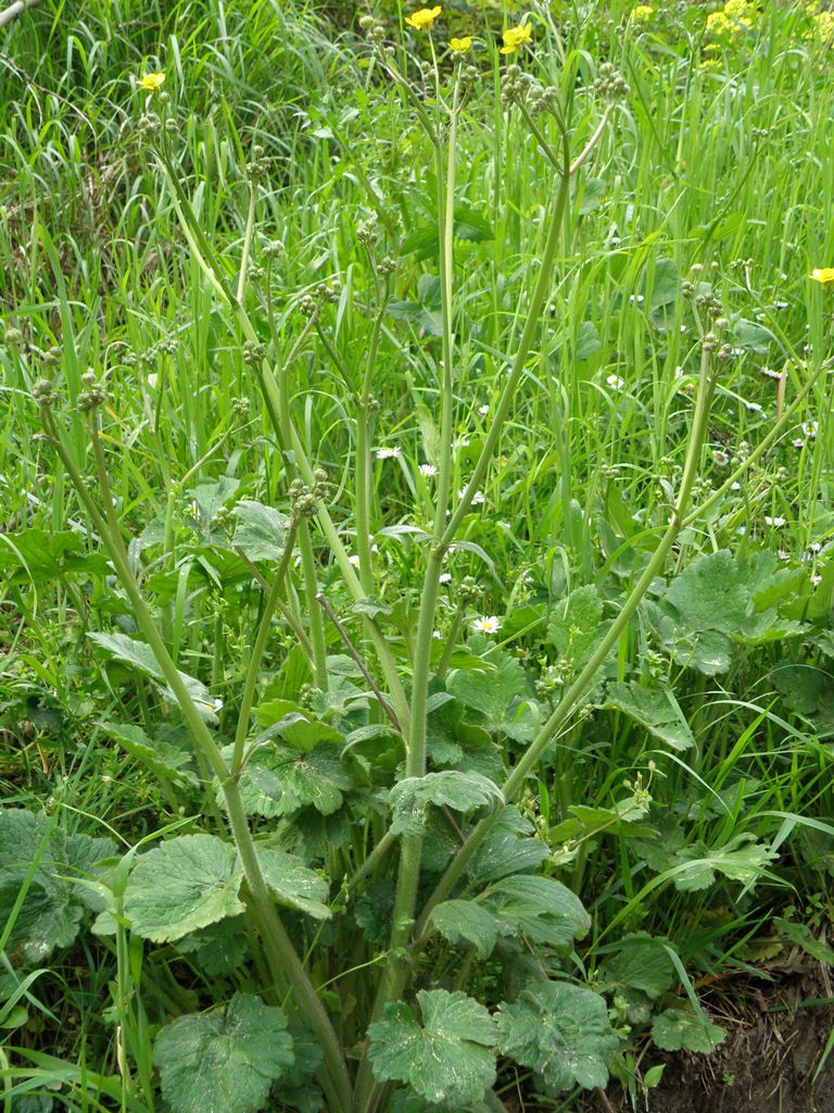 Ranunculus velutinus / Ranuncolo vellutato