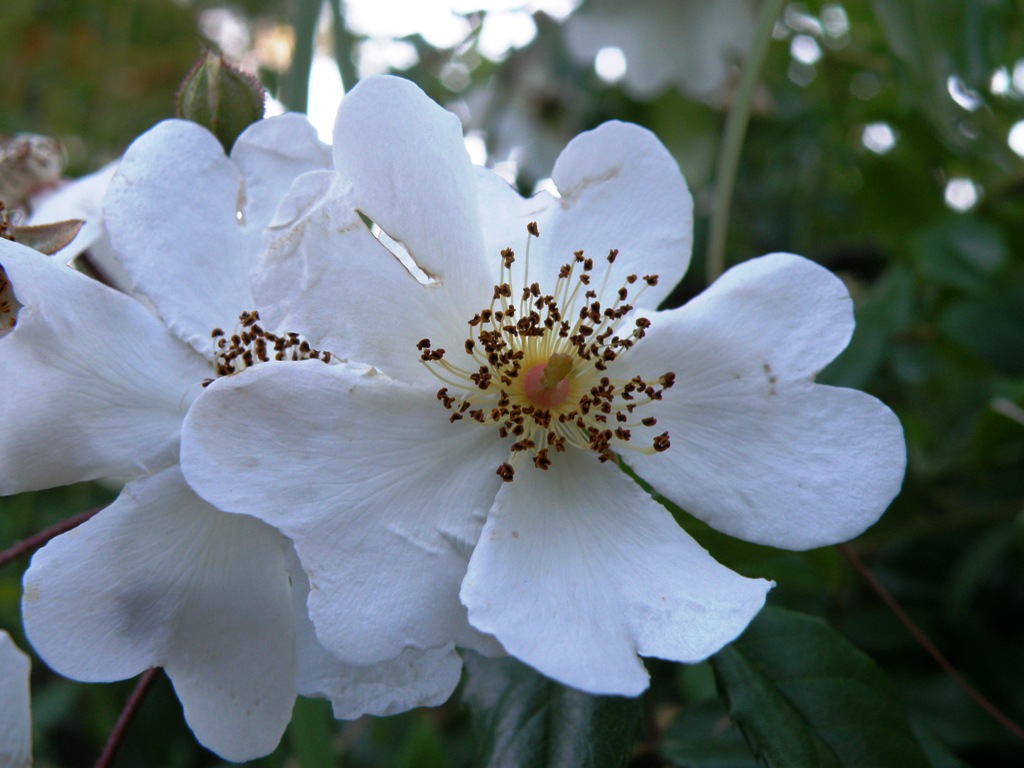 Rosa sempervirens