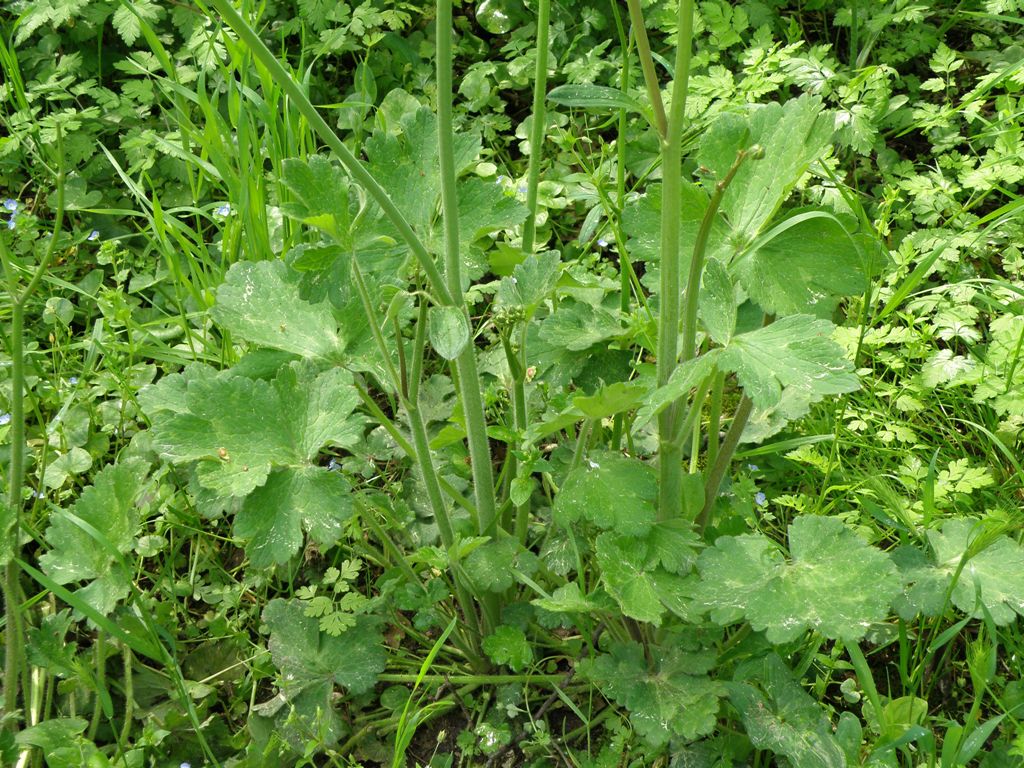 Ranunculus velutinus / Ranuncolo vellutato