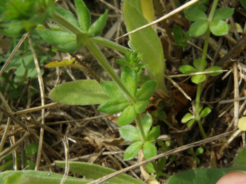 Sherardia arvensis L.