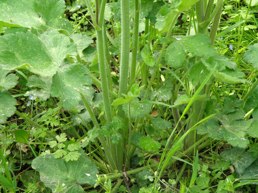 Ranunculus velutinus / Ranuncolo vellutato