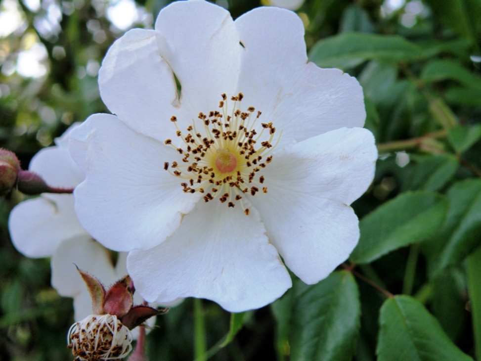 Rosa sempervirens