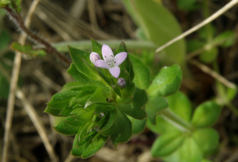 Sherardia arvensis L.