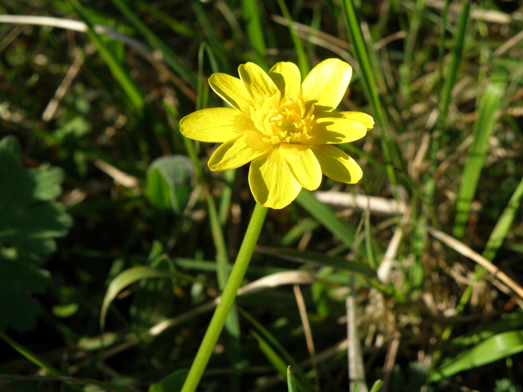 Ranunculus ficaria sl.