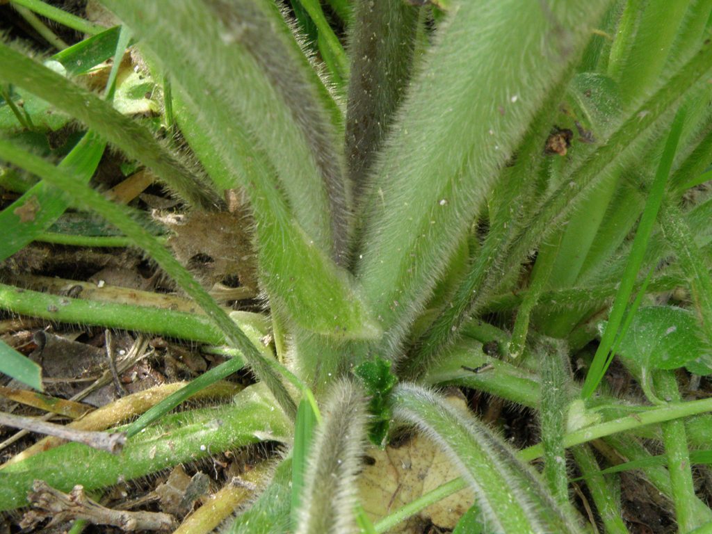 Ranunculus velutinus / Ranuncolo vellutato