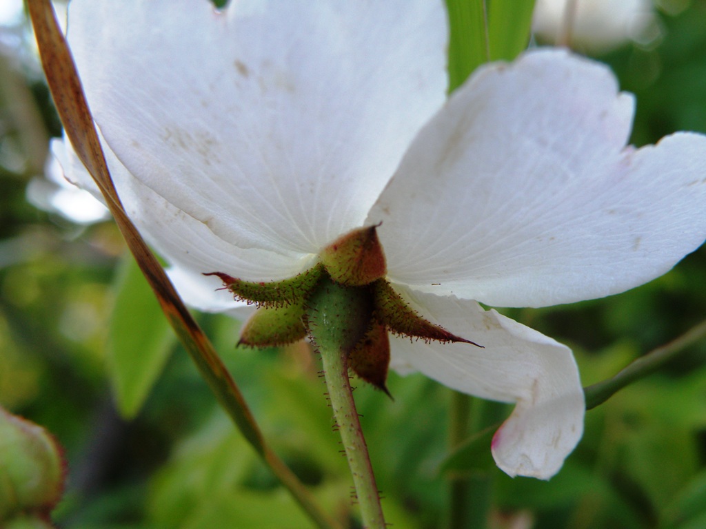 Rosa sempervirens