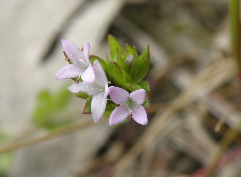 Sherardia arvensis L.