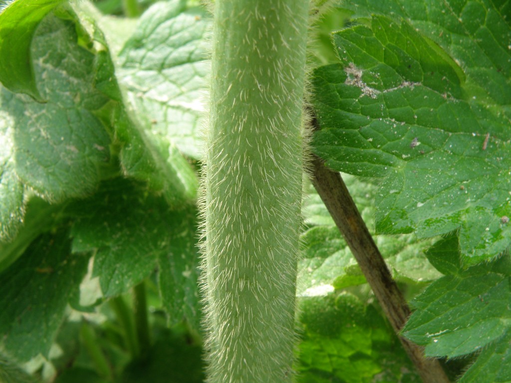 Ranunculus velutinus / Ranuncolo vellutato