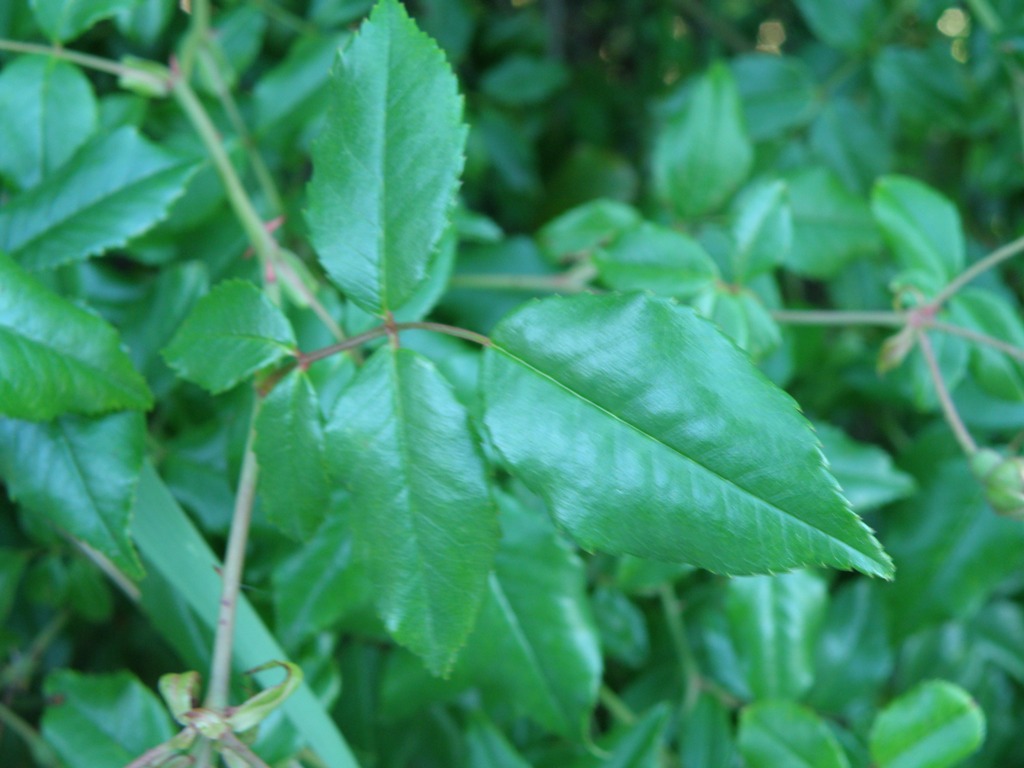 Rosa sempervirens