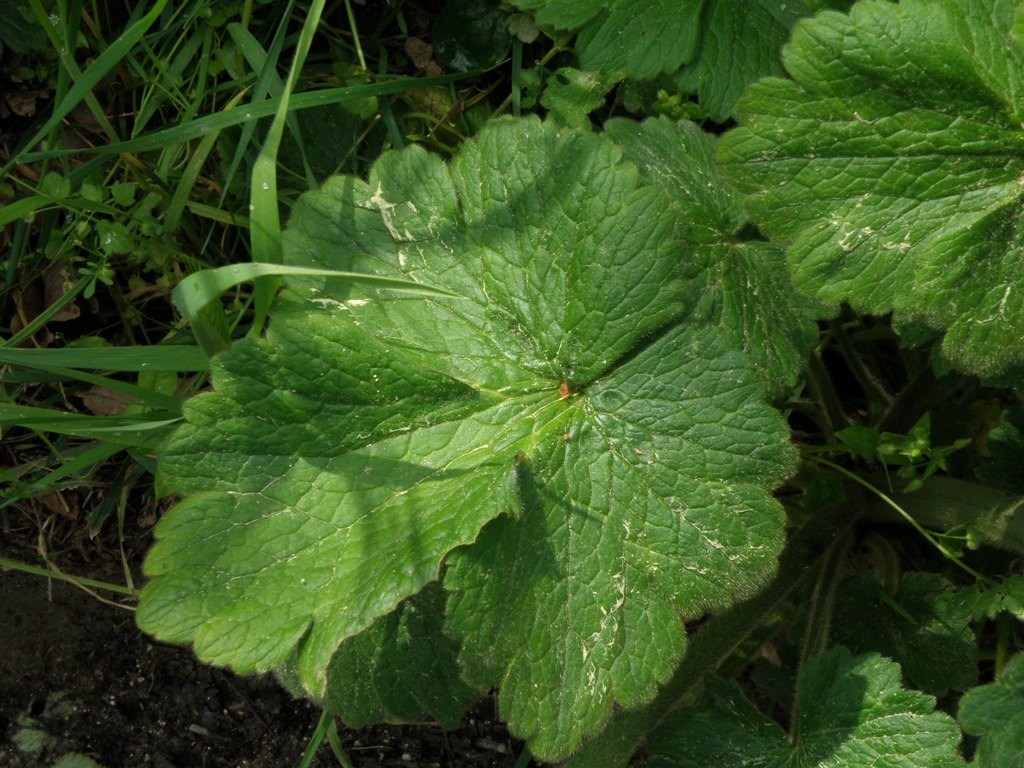 Ranunculus velutinus / Ranuncolo vellutato