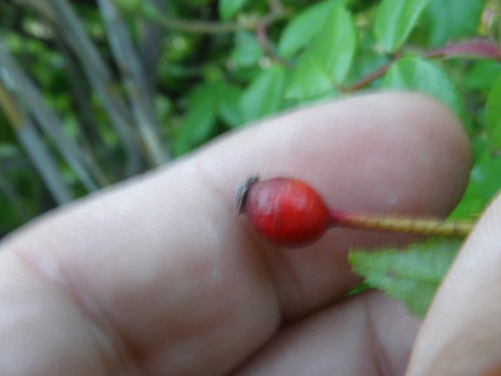 Rosa sempervirens