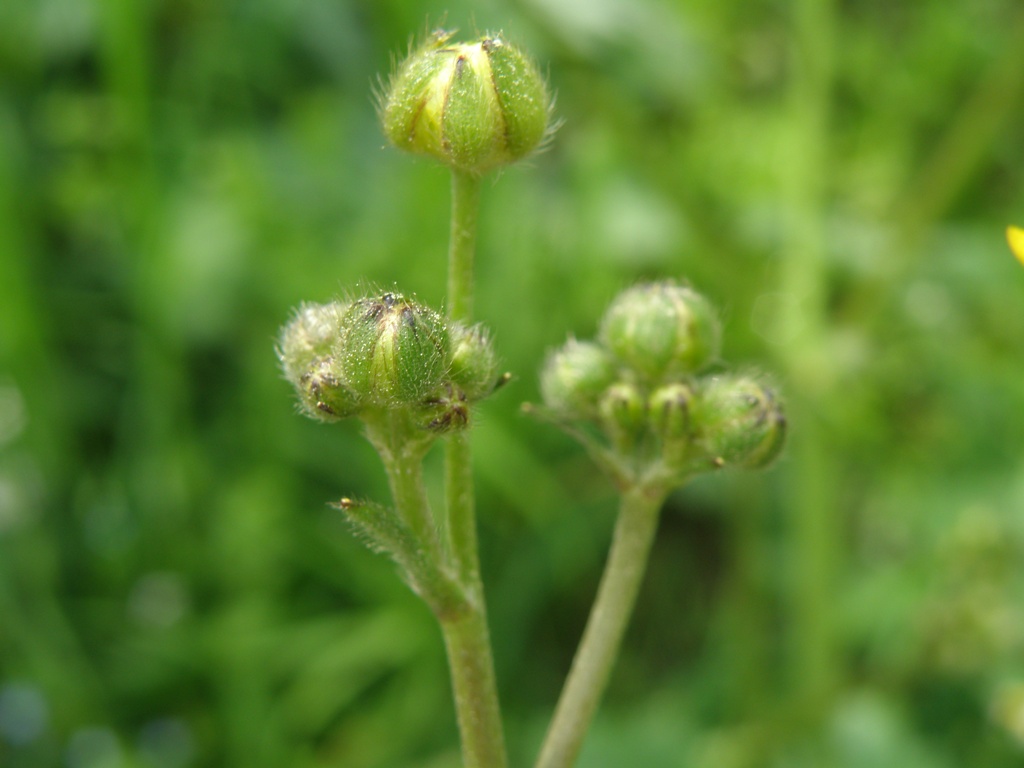 Ranunculus velutinus / Ranuncolo vellutato