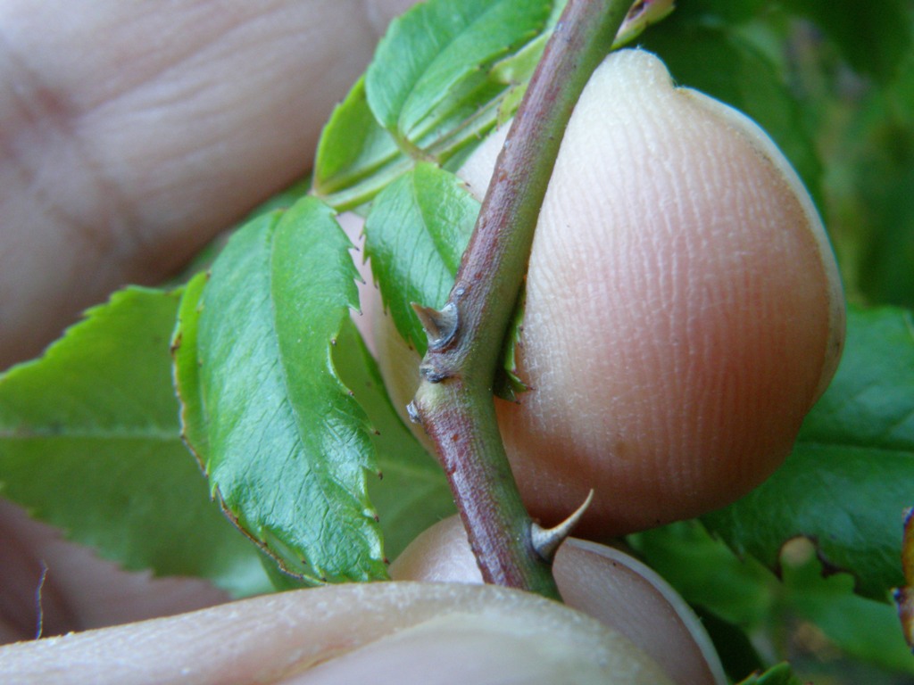 Rosa sempervirens