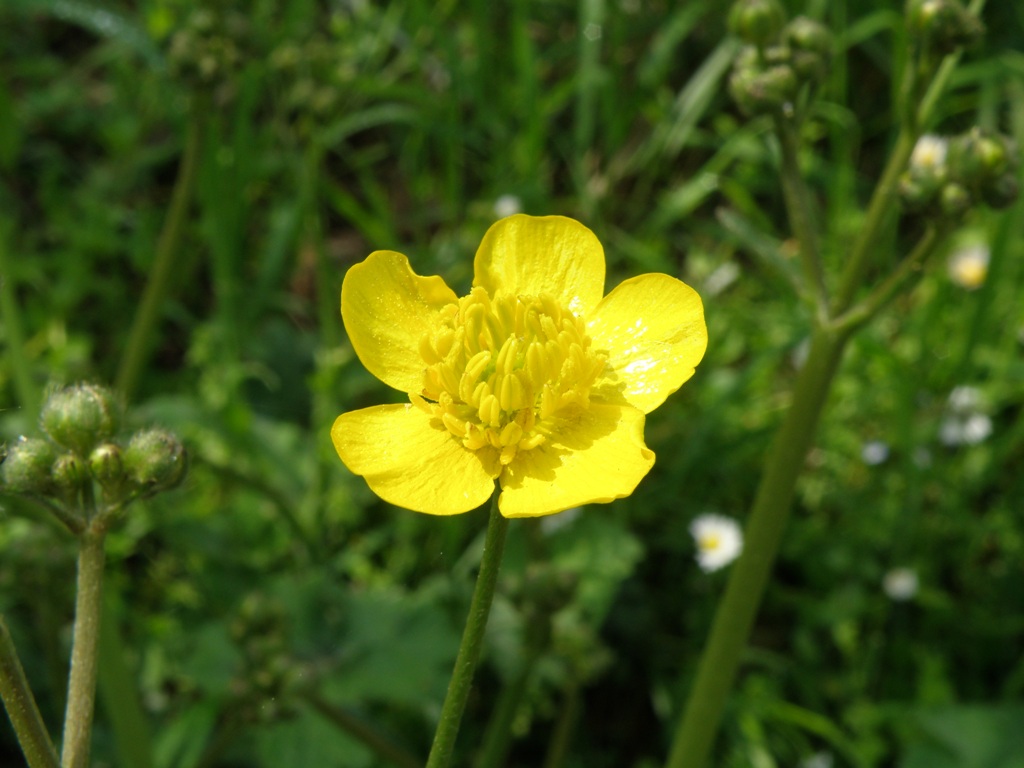 Ranunculus velutinus / Ranuncolo vellutato