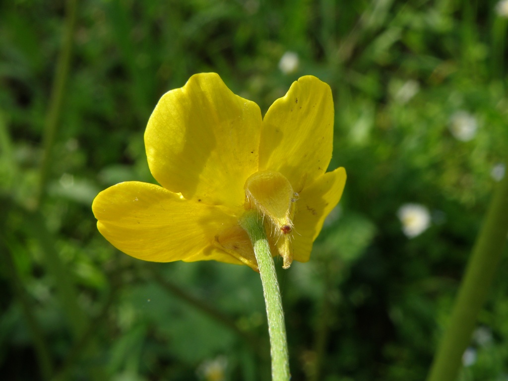 Ranunculus velutinus / Ranuncolo vellutato