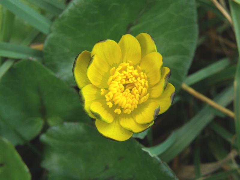 Ranunculus ficaria