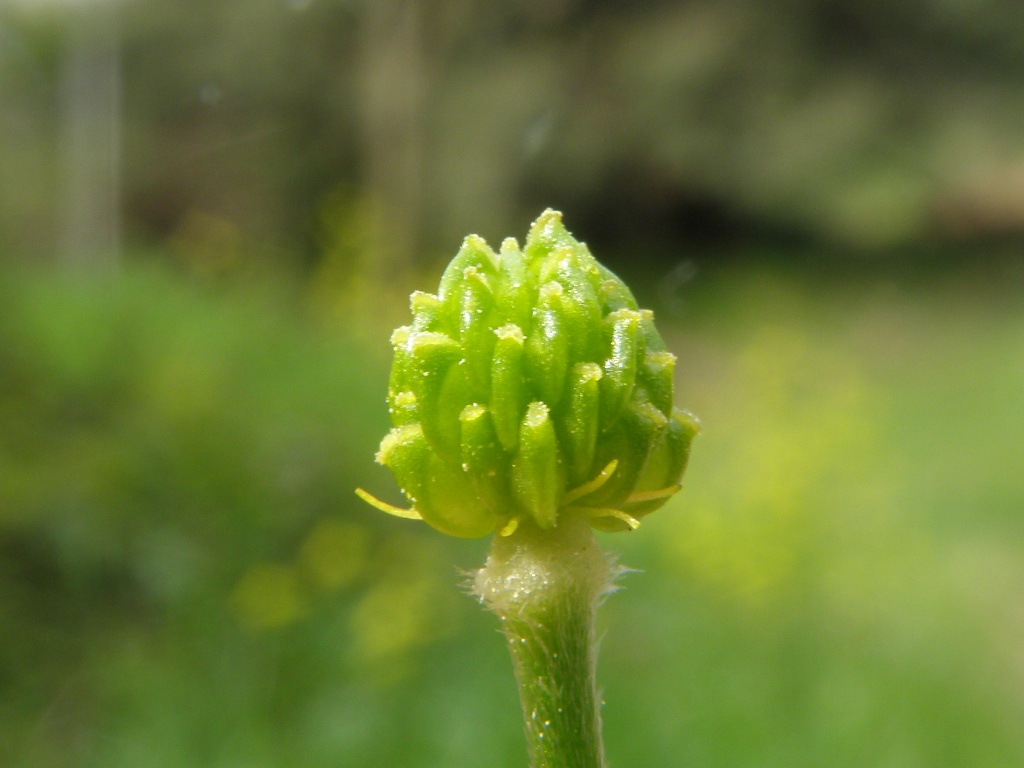 Ranunculus velutinus / Ranuncolo vellutato