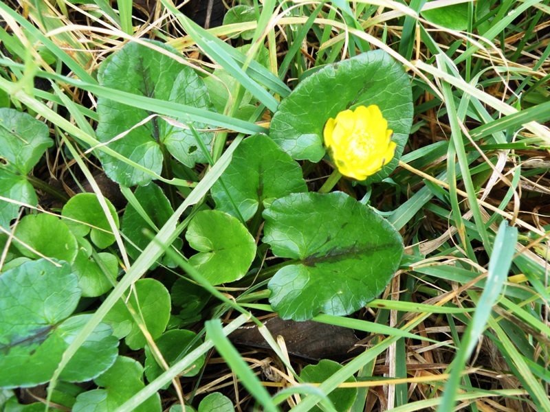 Ranunculus ficaria