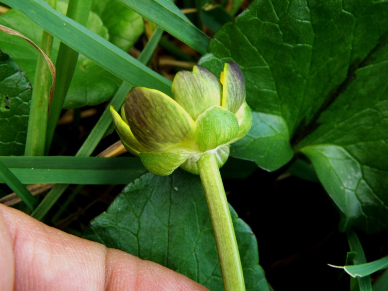 Ranunculus ficaria