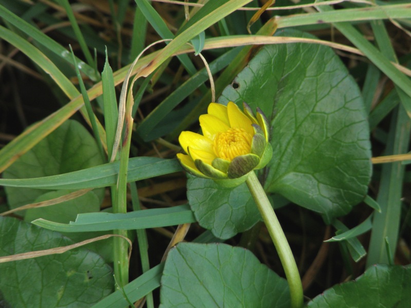 Ranunculus ficaria