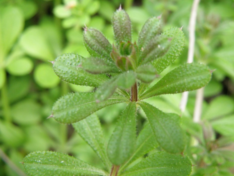 Rubiacea - Galium aparine