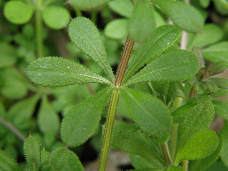 Rubiacea - Galium aparine