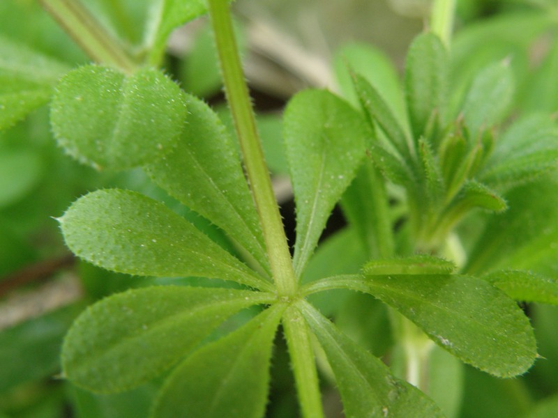 Rubiacea - Galium aparine