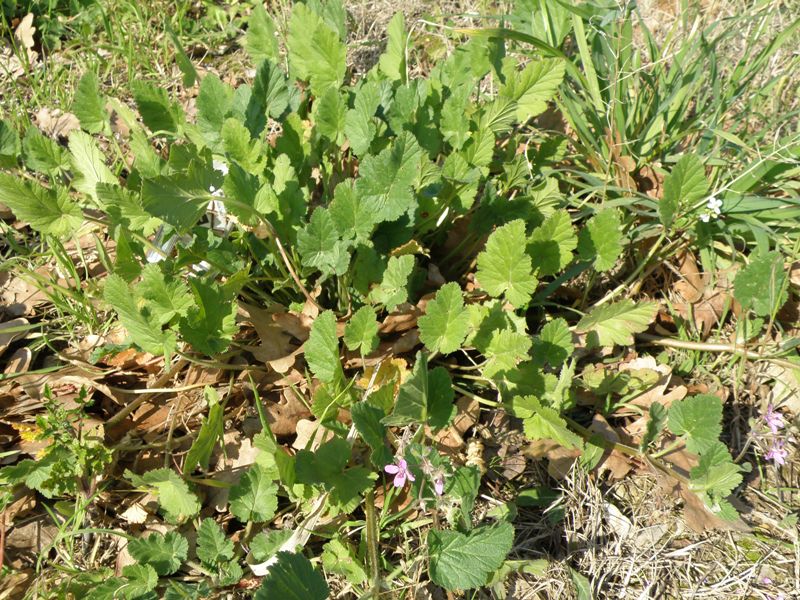 Erodium malacoides / Becco di gr malvaceo