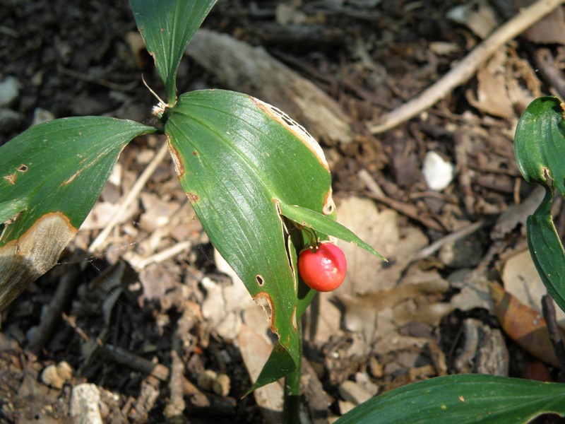 Ruscus hypoglossum / Ruscolo maggiore