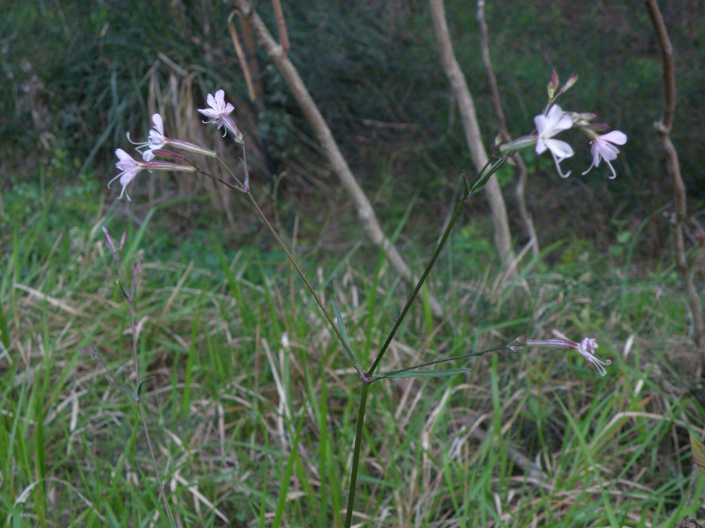 Silene italica