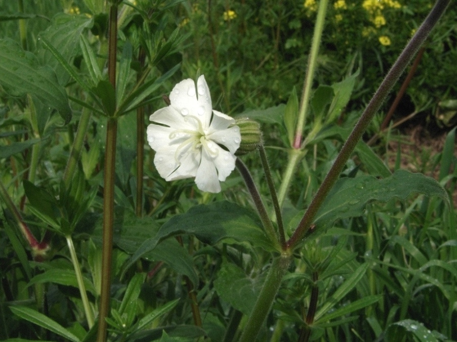 Silene latifolia