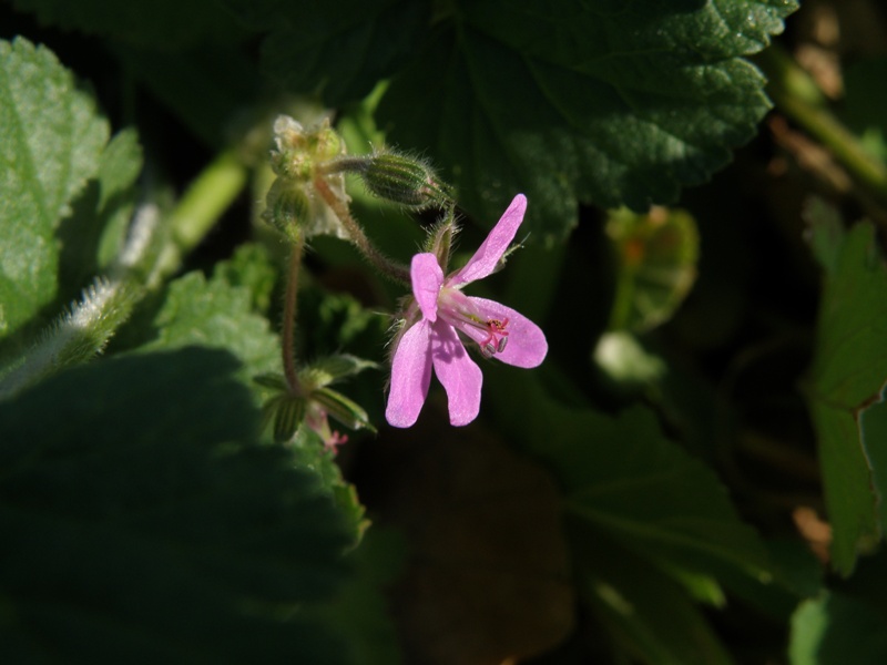 Erodium malacoides / Becco di gr malvaceo