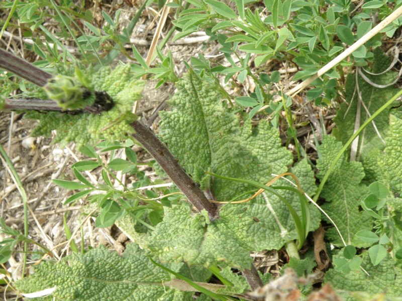 Salvia verbenaca