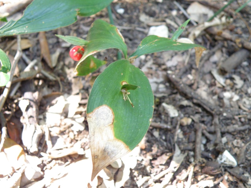 Ruscus hypoglossum / Ruscolo maggiore