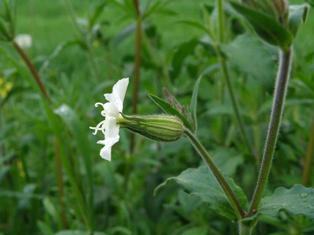 Silene latifolia