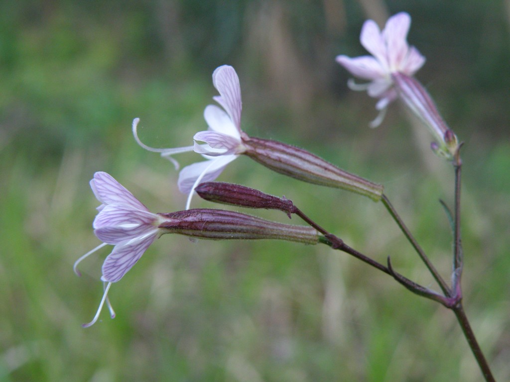 Silene italica