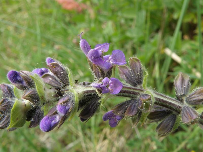 Salvia verbenaca