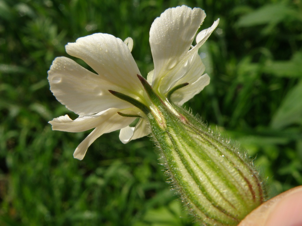 Silene latifolia