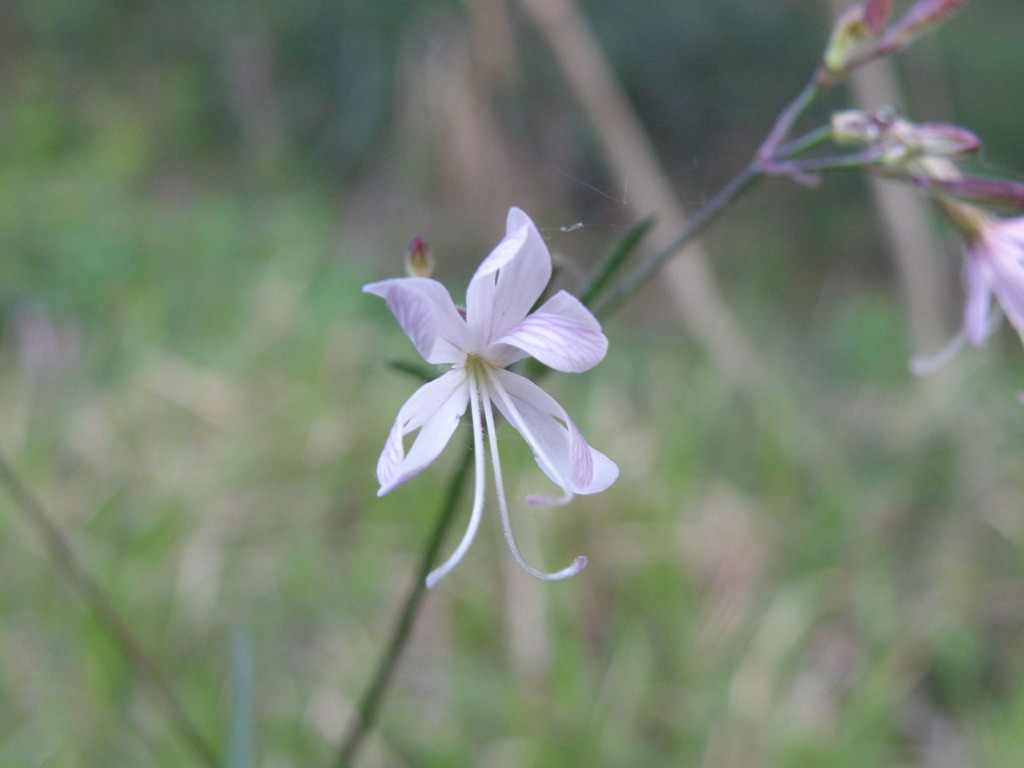 Silene italica