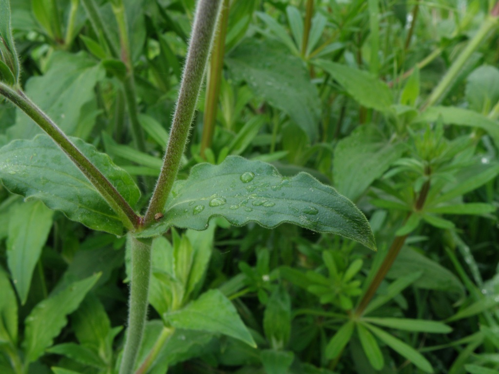 Silene latifolia