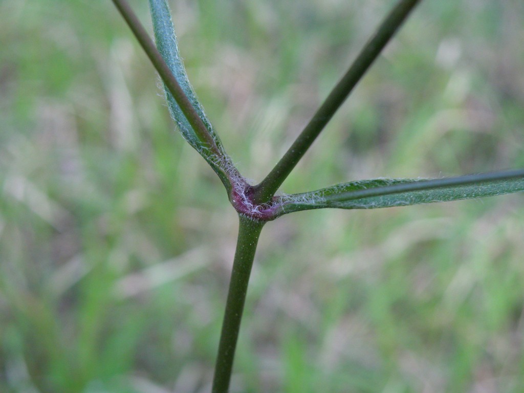 Silene italica